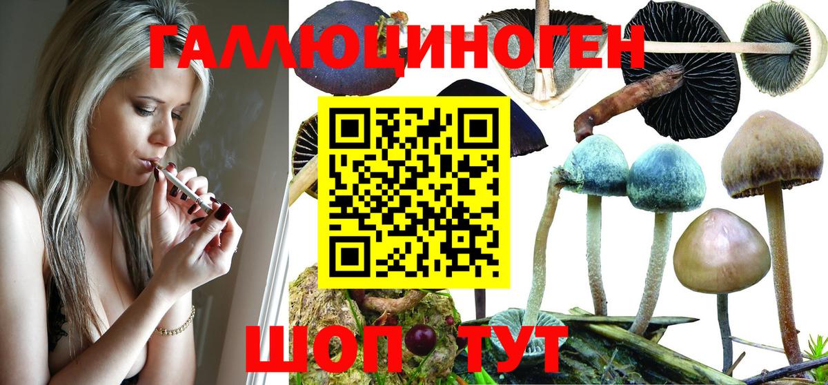 Псилоцибиновые грибы Cubensis  Котовск 